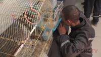 «Очень эмоционально»: контактный зоопарк привезли в колонии Павлодара